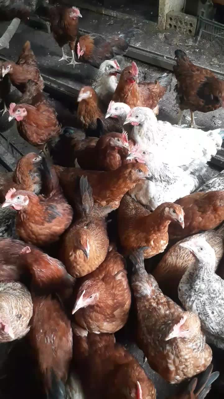 فروش مرغ گلپایگان|حیوانات مزرعه|رامیان, |دیوار