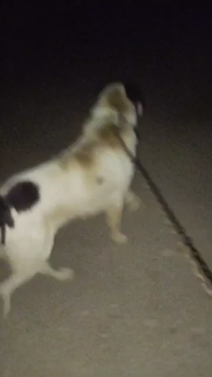 قدریجونی|سگ|سیلاخور, |دیوار