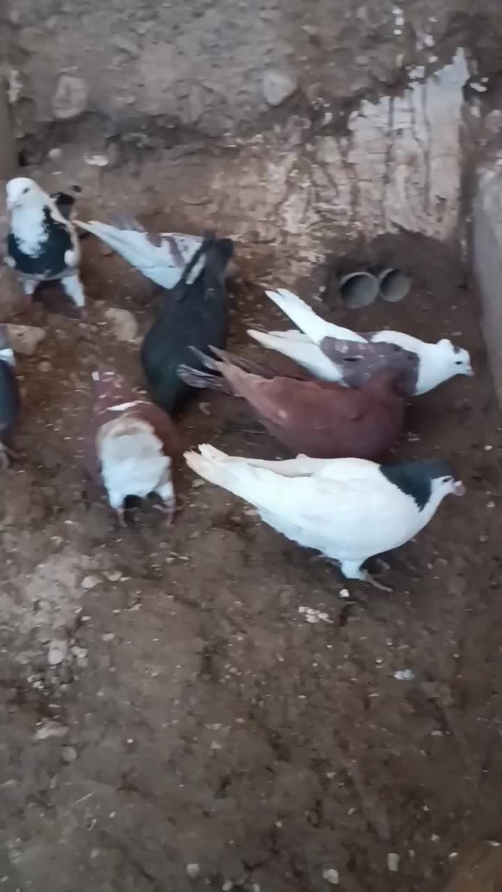 کبوتر|پرنده|اسفراین, |دیوار