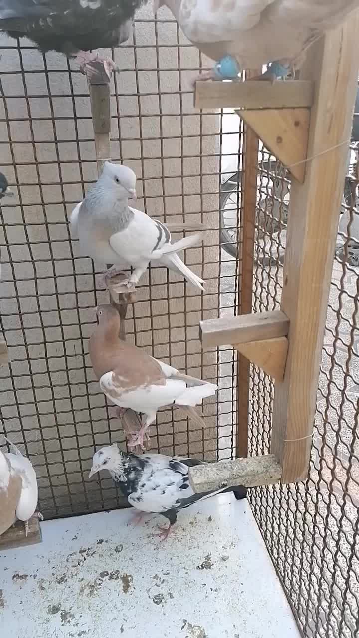 7 عدد کبوتر هوایی بازی کن با گنجه|پرنده|شیراز, نیستان|دیوار