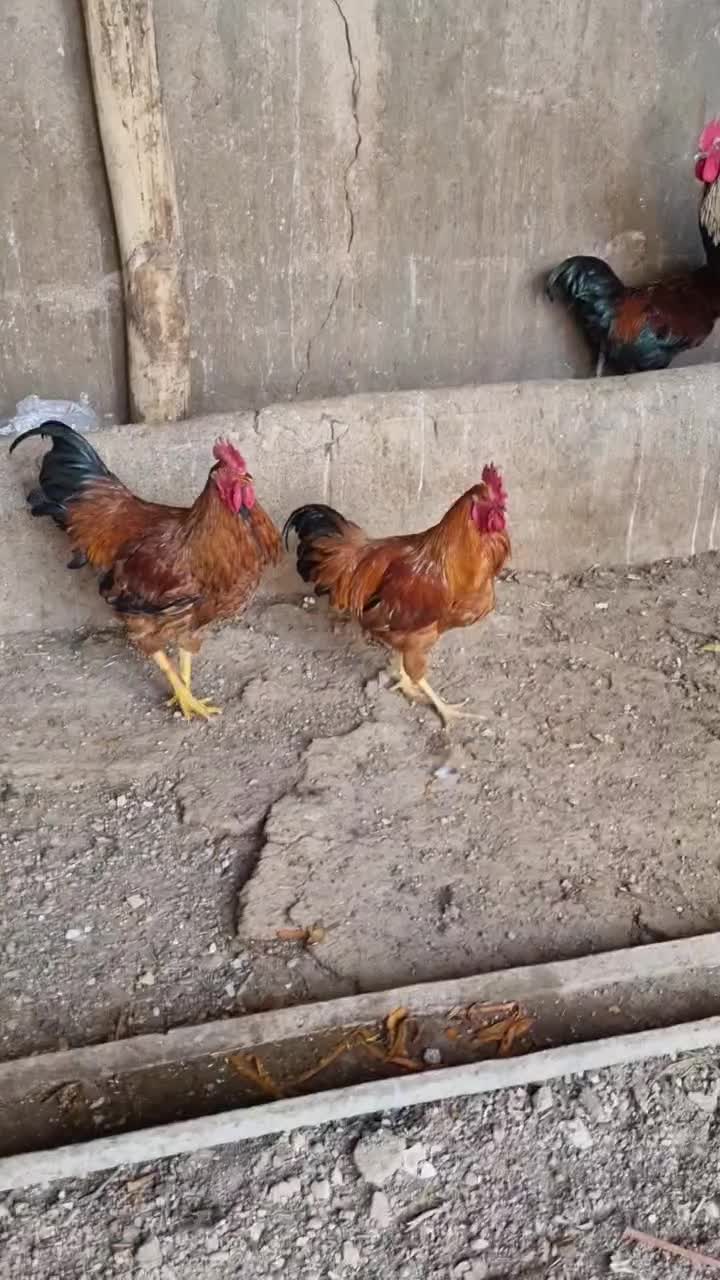 ۱۰۰ عدد خروس محلی سیاه|حیوانات مزرعه|الوند, |دیوار