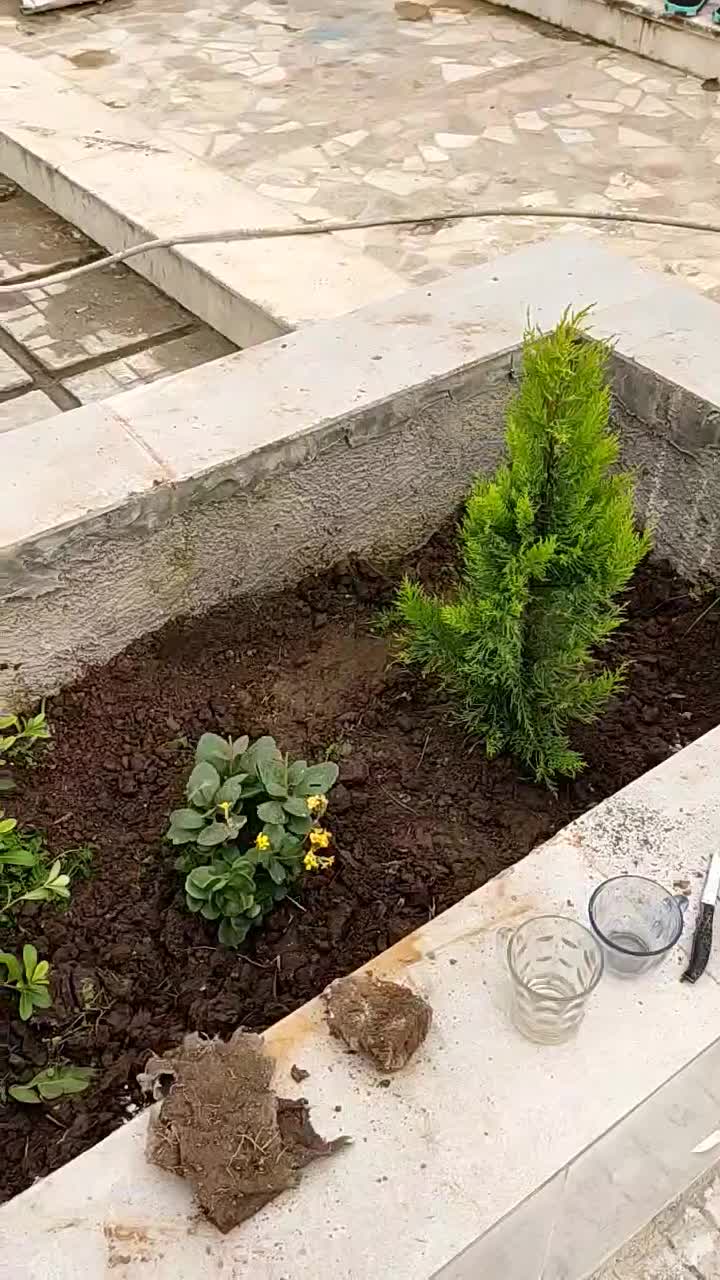 هرس درختان میوه و نگهداری از فضای سبز|خدمات باغبانی و درختکاری|رشت, منظریه|دیوار