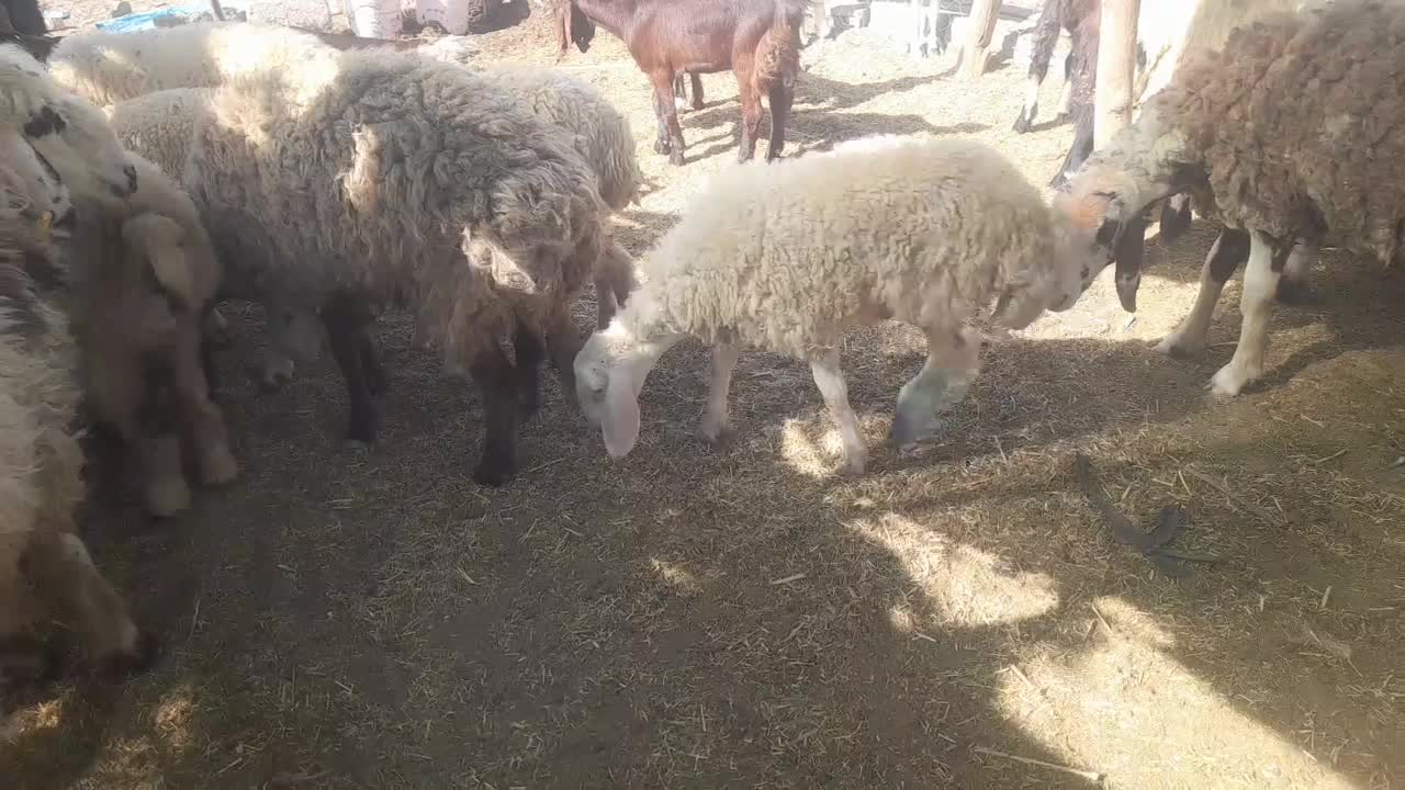 تعداد گوسفند  فروشی  فاریاب|حیوانات مزرعه|فاریاب, |دیوار