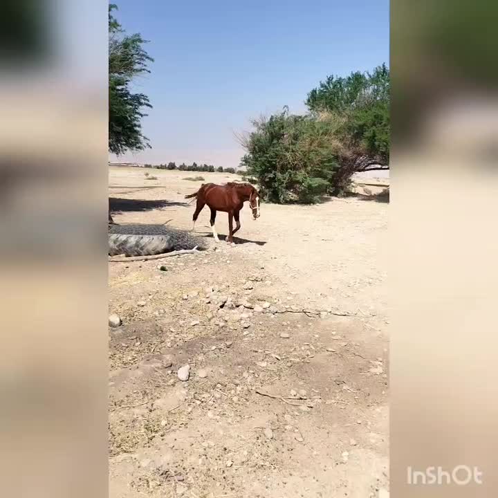 اسب|اسب و تجهیزات اسبسواری|مهران (ایلام), |دیوار