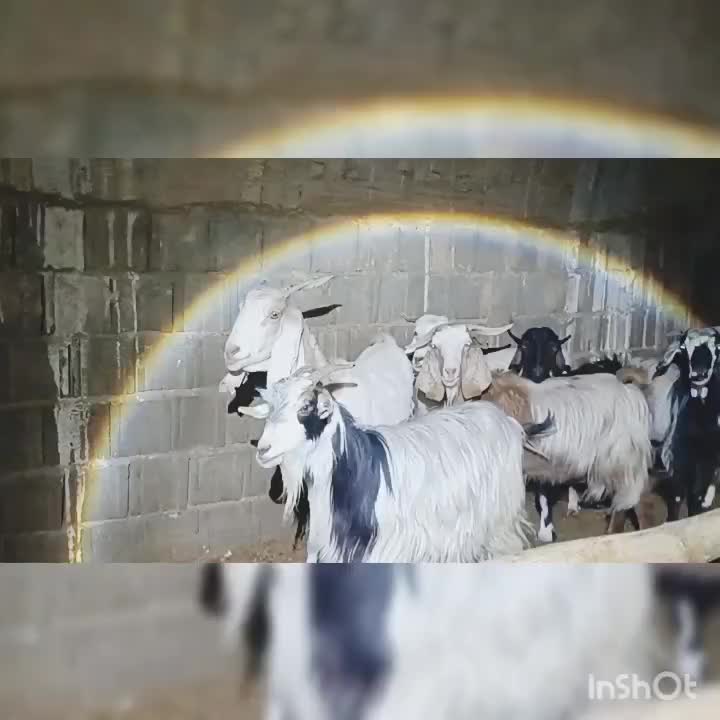 فروش بز|حیوانات مزرعه|خرم بید, |دیوار