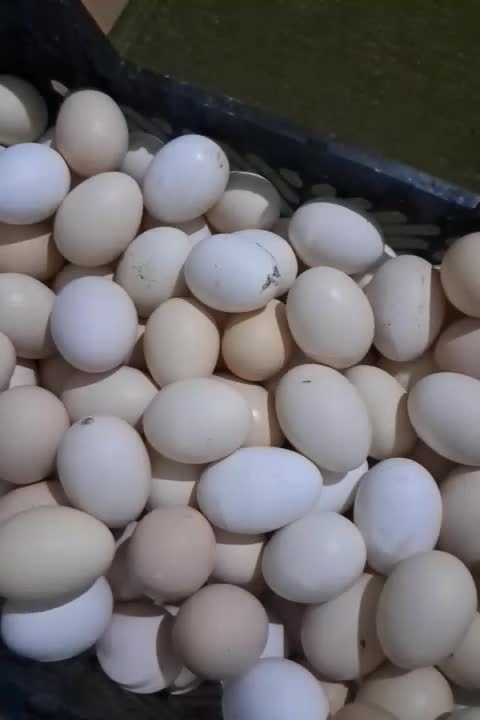 فروش تخم مرغ|خوردنی و آشامیدنی|اندیمشک, |دیوار