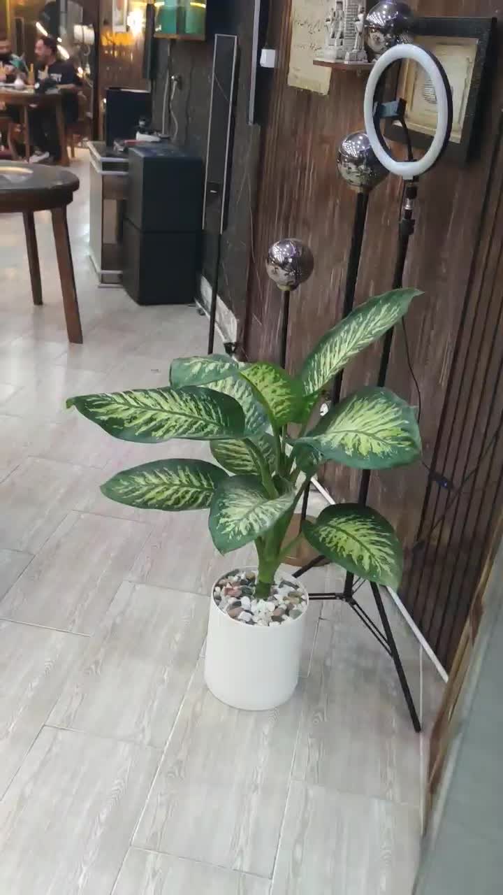 کافه فست فود|کافی‌شاپ و رستوران|صدرا-فارس, فاز ۱|دیوار