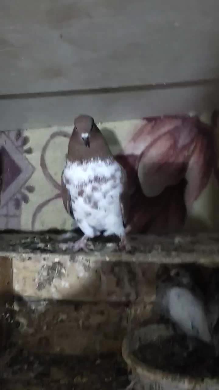 کبوتر غریب|پرنده|قرق, |دیوار