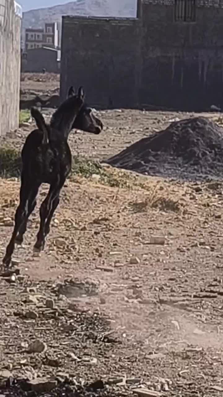 اسب کره مادیان پنج ماهه مشکی آینده دار زیبا|اسب و تجهیزات اسب‌سواری|تهران, فلسطین (میدان انقلاب)|دیوار