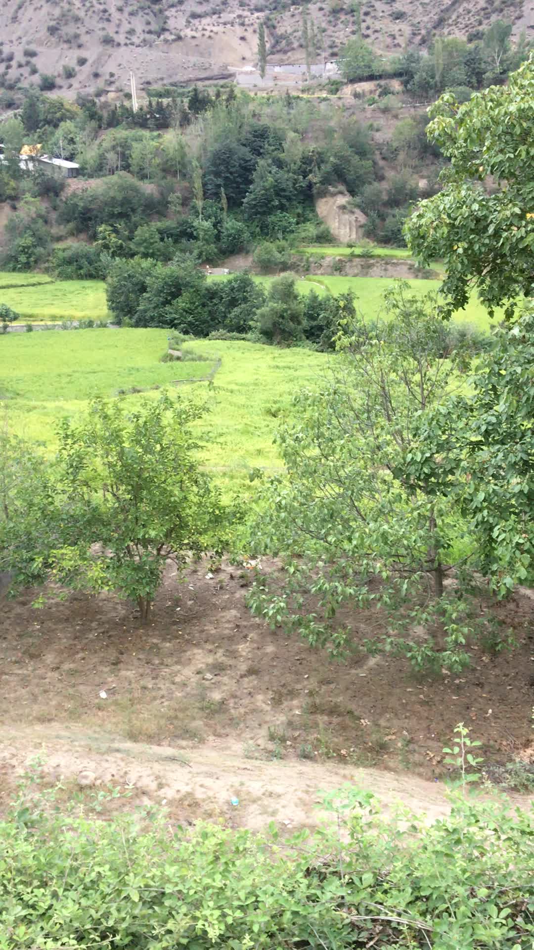 زمین در بهتربن منطقه سوادکوه|فروش زمین و ملک کلنگی|آلاشت, |دیوار