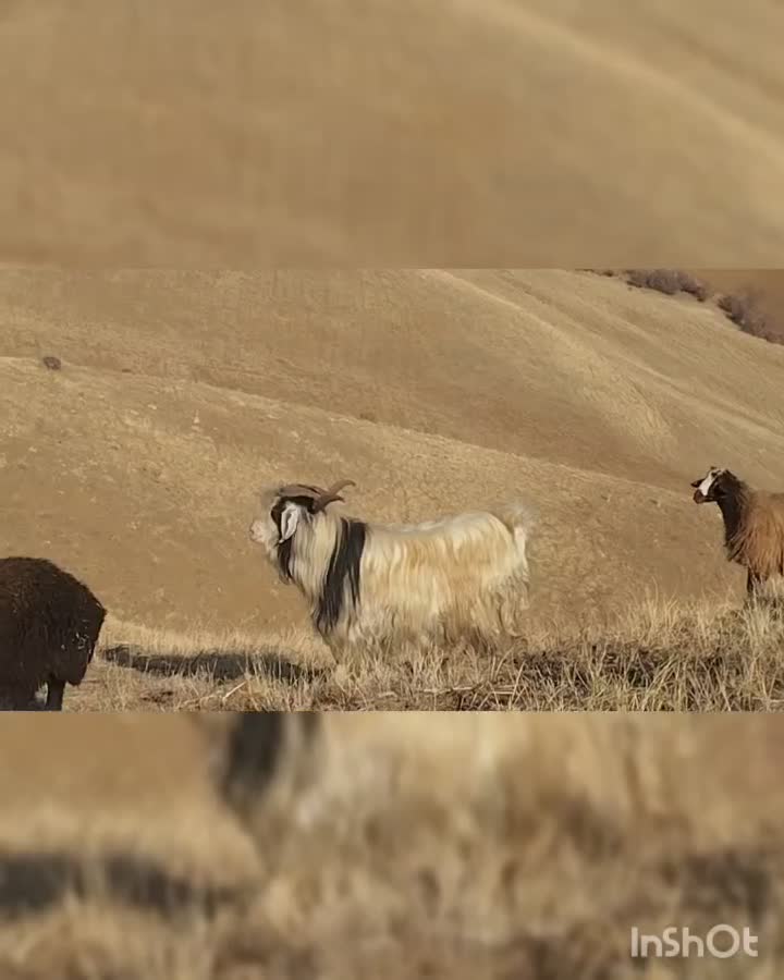 برای فروش|حیوانات مزرعه|خلیفان, |دیوار