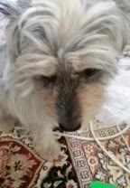 3838|سگ|مرودشت, کناره|دیوار