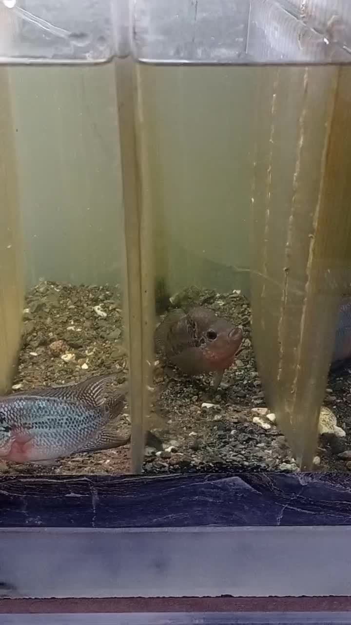 فلاور|ماهی|مشهد, شهید معقول|دیوار