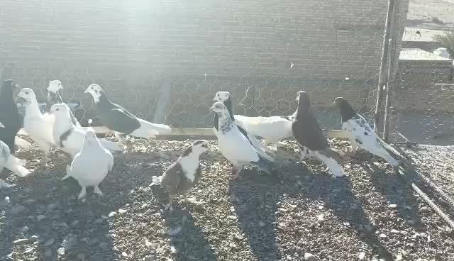 ۱۸عدد کفتر رنگی|پرنده|سراوان, |دیوار