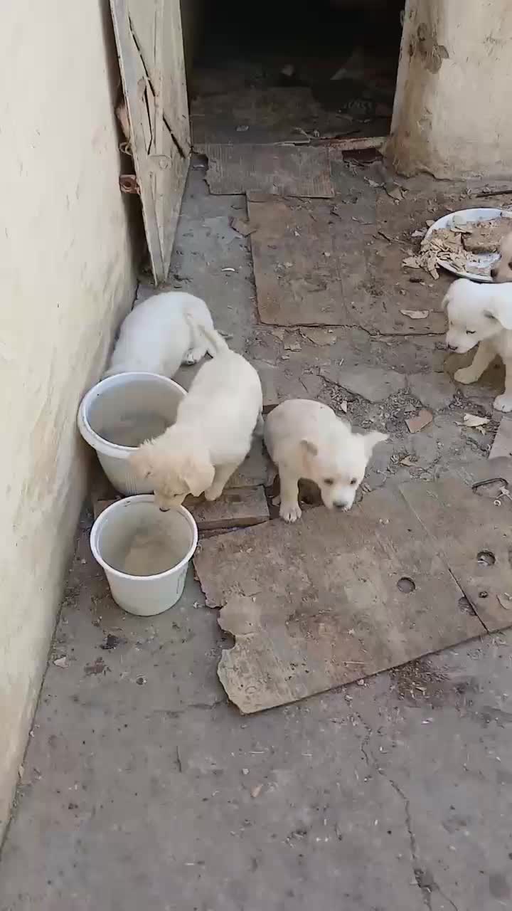 فروش سگ پاپی|سگ|نجف‌آباد, قلعه سفید|دیوار