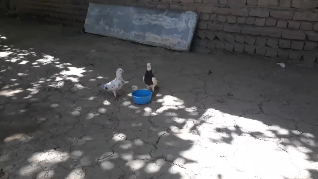 کفتر|پرنده|آشخانه, |دیوار