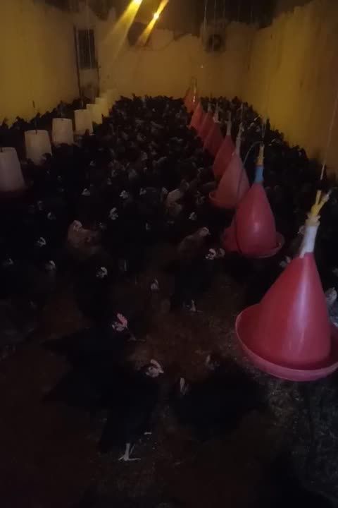 جوجه مرغ و خروس محلی|حیوانات مزرعه|زید آباد, |دیوار