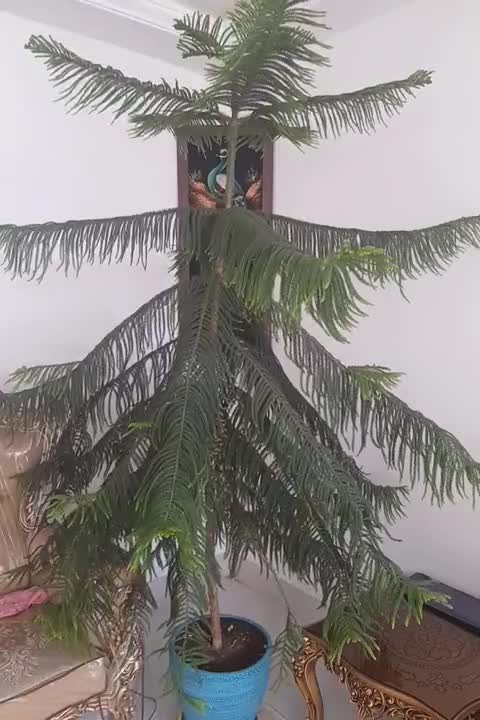 گل طبیعی|گل و گیاه طبیعی|تربت‌حیدریه, داروپخش|دیوار