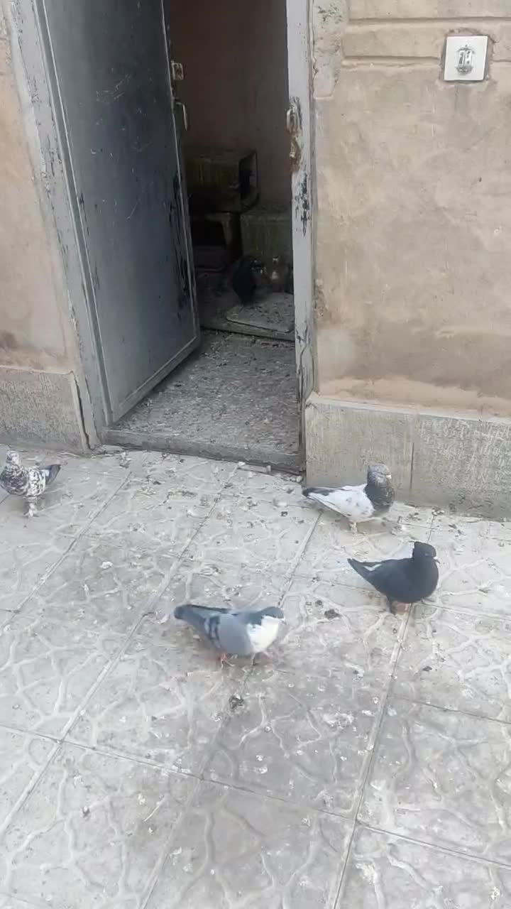 فروش ۱۱ کبوتر مجموعه کامل|پرنده|کرمان, |دیوار