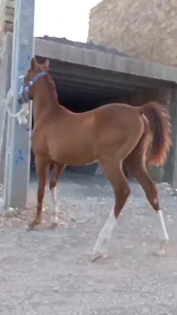 کره اسب مادیون ۱ساله|اسب و تجهیزات اسب‌سواری|ارسنجان, |دیوار