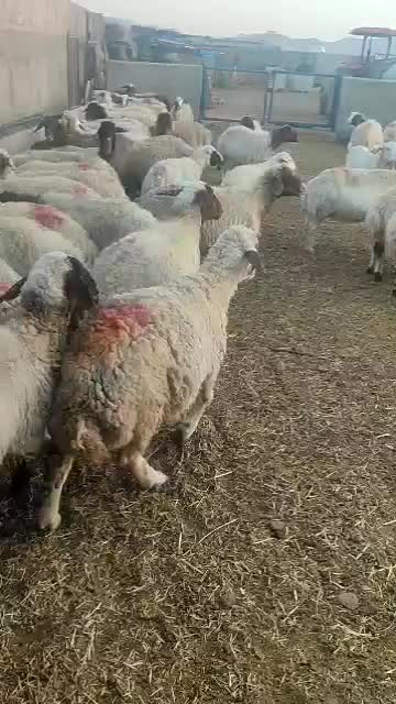 میش آبستن سنگین ۹۵راس|حیوانات مزرعه|خمینی‌شهر, |دیوار
