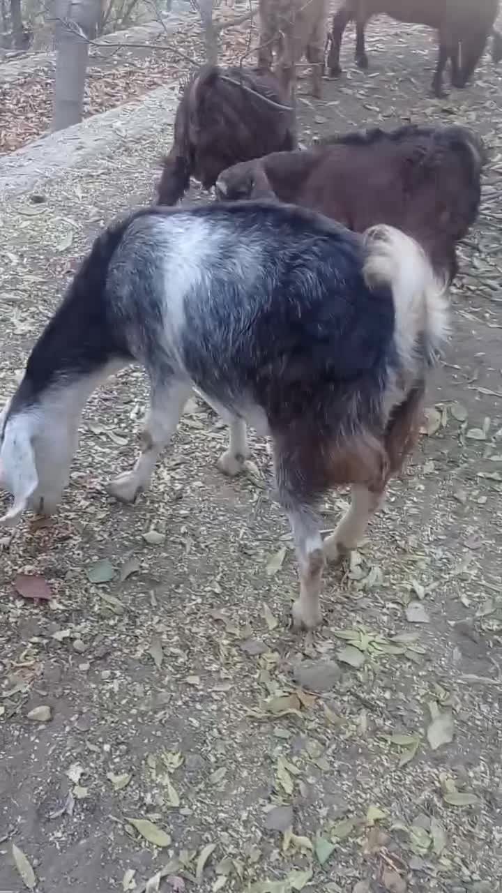 بز با دو عدد کره نر ۳ ماهه|حیوانات مزرعه|تفت, |دیوار