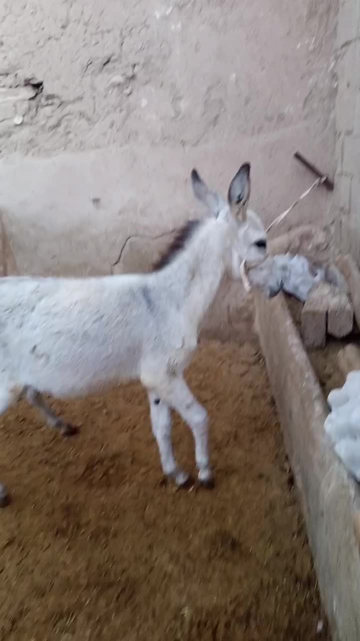 فروش کره الاغ نر.خر|حیوانات مزرعه|درگزین, |دیوار