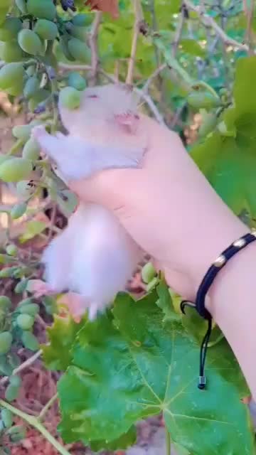 تعدادی همستر سوری تمیز و دستی|موش و خرگوش|شیراز, میانرود|دیوار