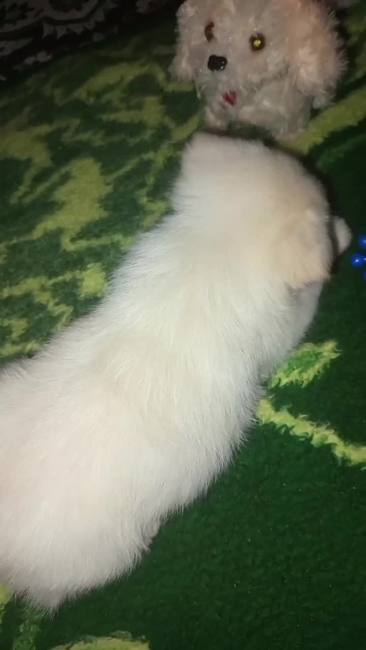 سگ پامر|سگ|کرمان, |دیوار