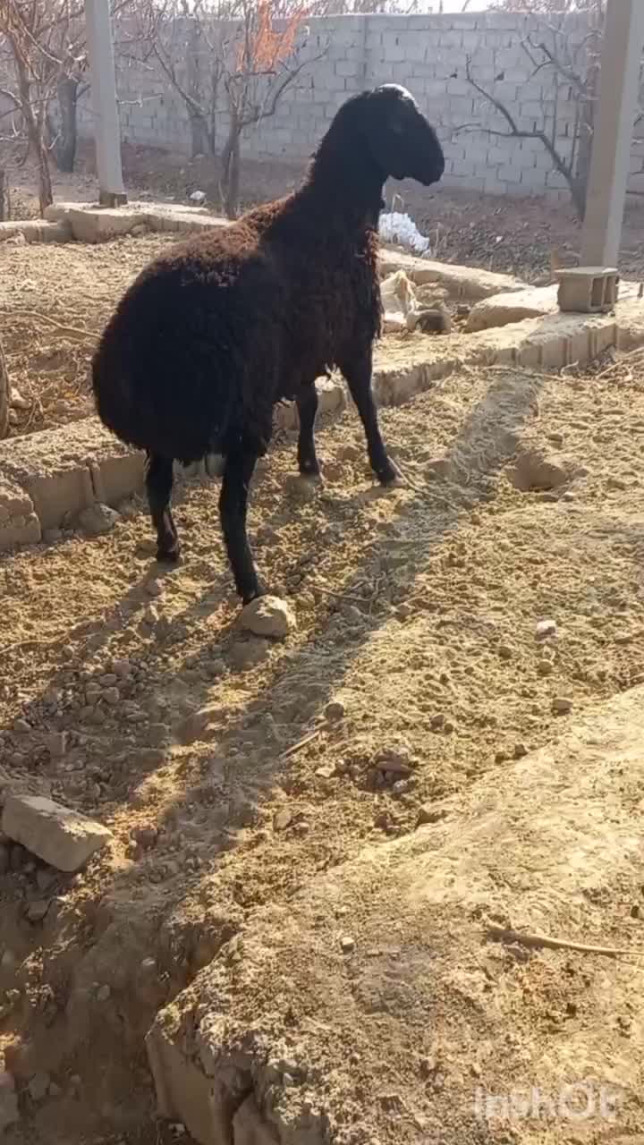 قوچ|حیوانات مزرعه|شهریار, شهرک شاهد|دیوار