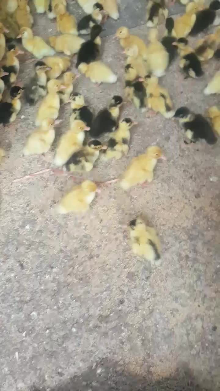 جوجه اردک فرز و زرنگ بشرط سلامت|حیوانات مزرعه|بندر ماهشهر, |دیوار