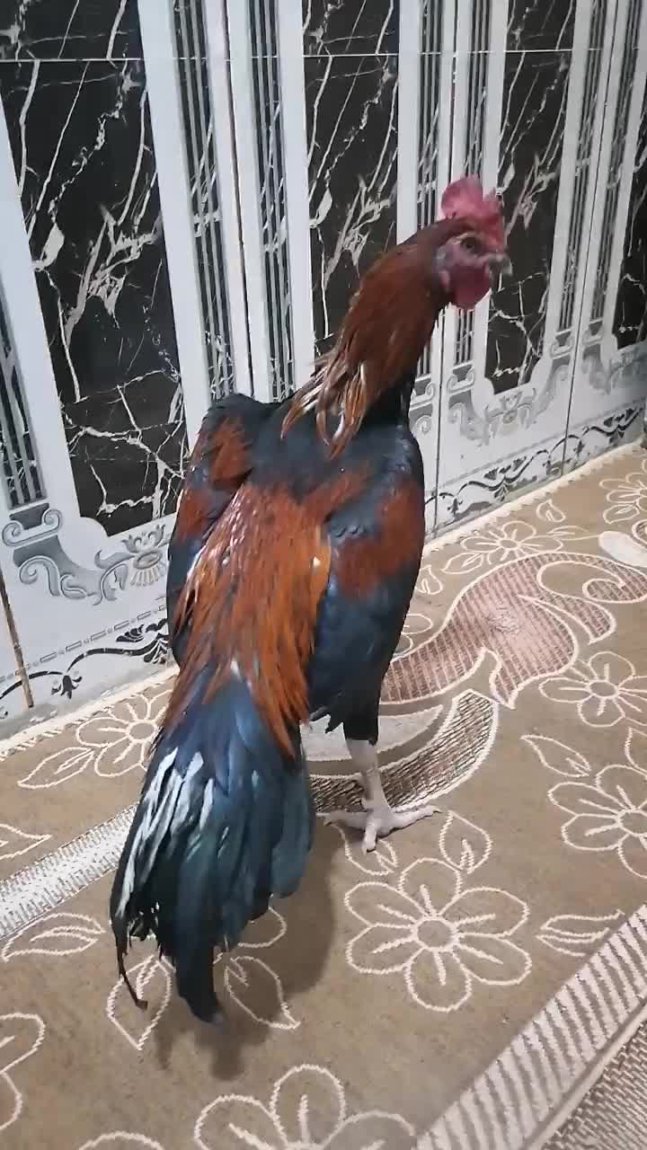 خروس قرمز|حیوانات مزرعه|سراوان, |دیوار