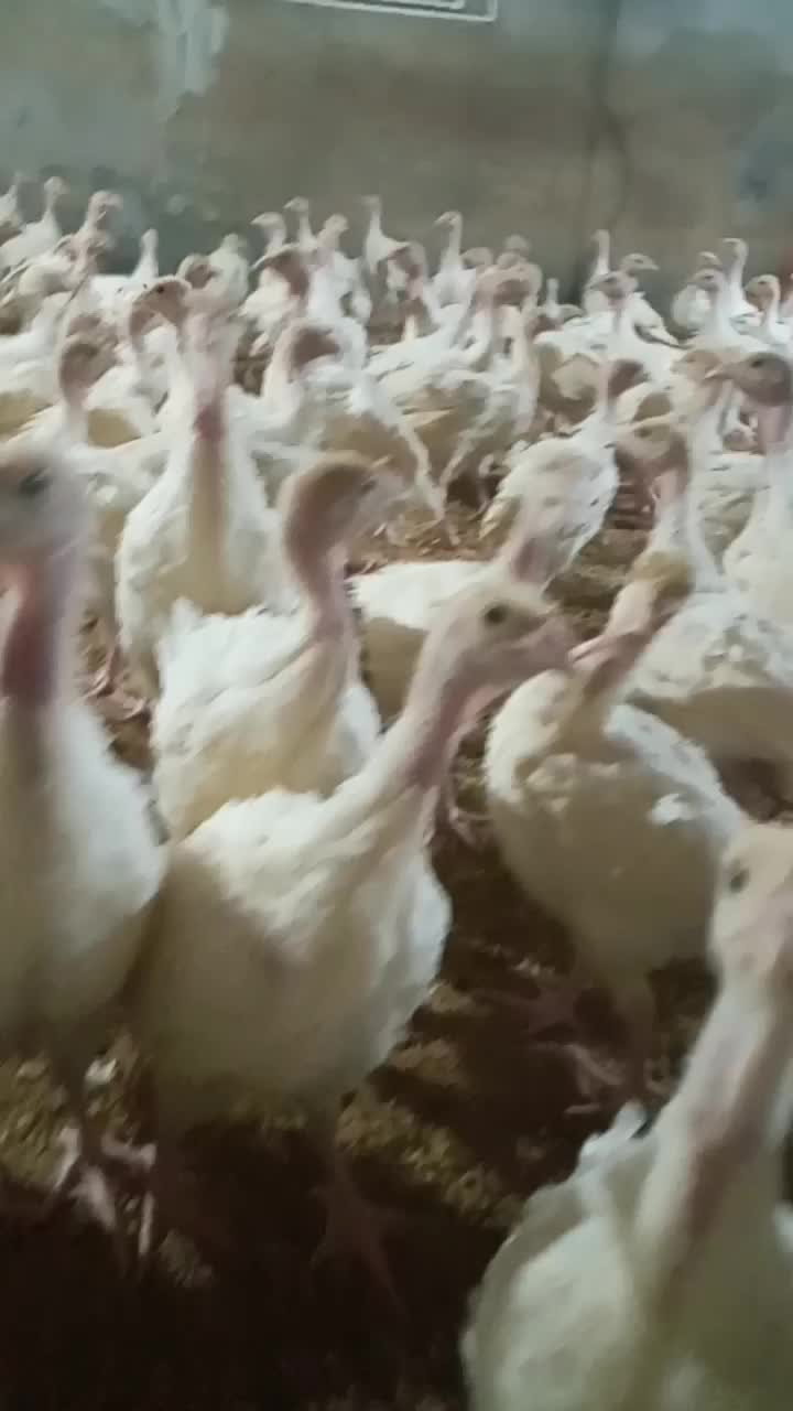 بوقلمون ۲ کیلویی|حیوانات مزرعه|مشگین شهر, |دیوار