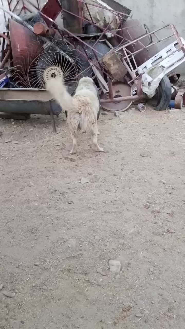 واگزارسگ|سگ|اسدآباد, |دیوار