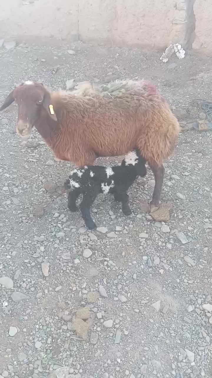 میش زاییده|حیوانات مزرعه|تربت جام, جامرود|دیوار