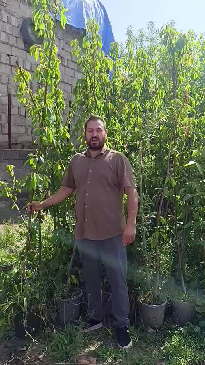 نهال های انجیر سه فصل زرد سیاه گلدانی آماده باردهی|خدمات باغبانی و درختکاری|قم, گلزار|دیوار