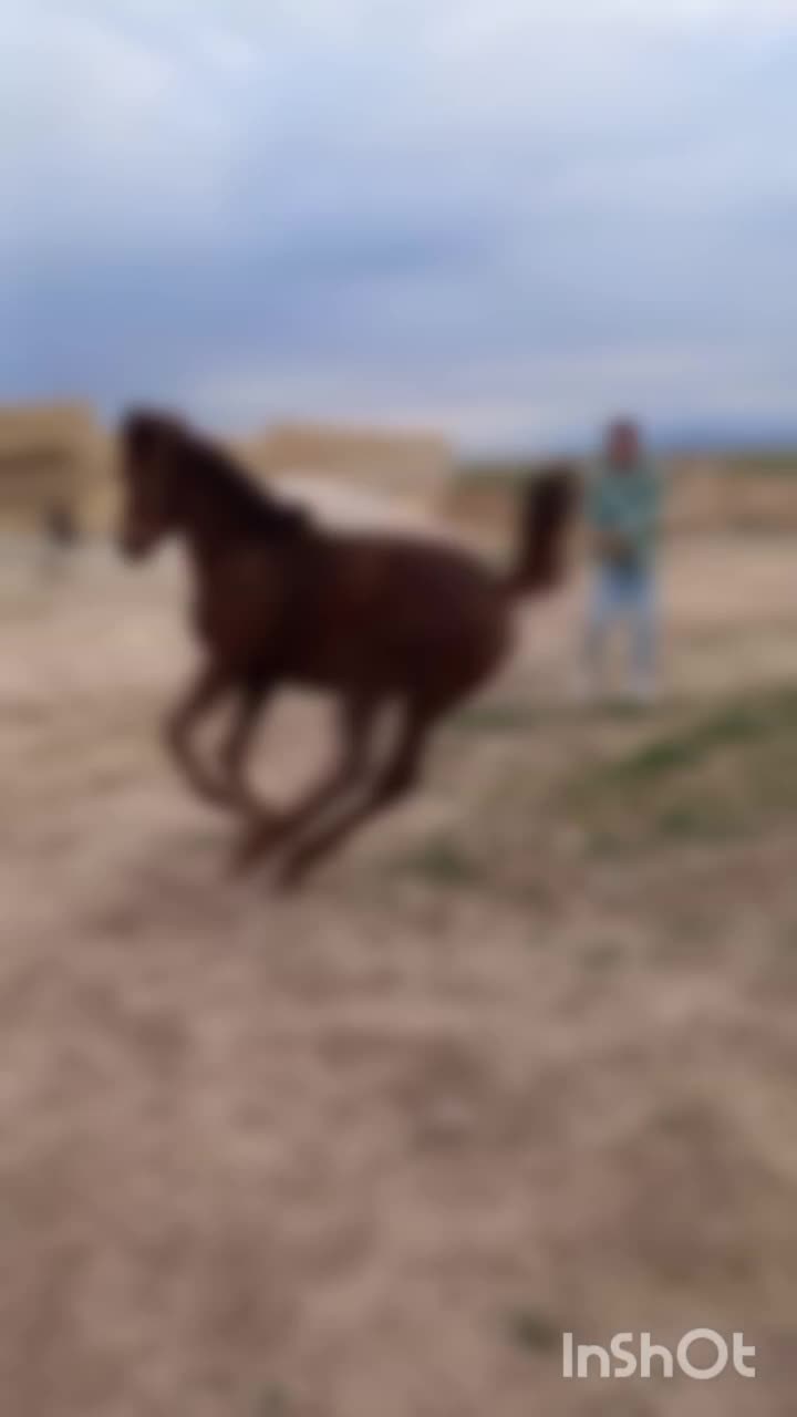 اسب|اسب و تجهیزات اسب‌سواری|کبودرآهنگ, |دیوار