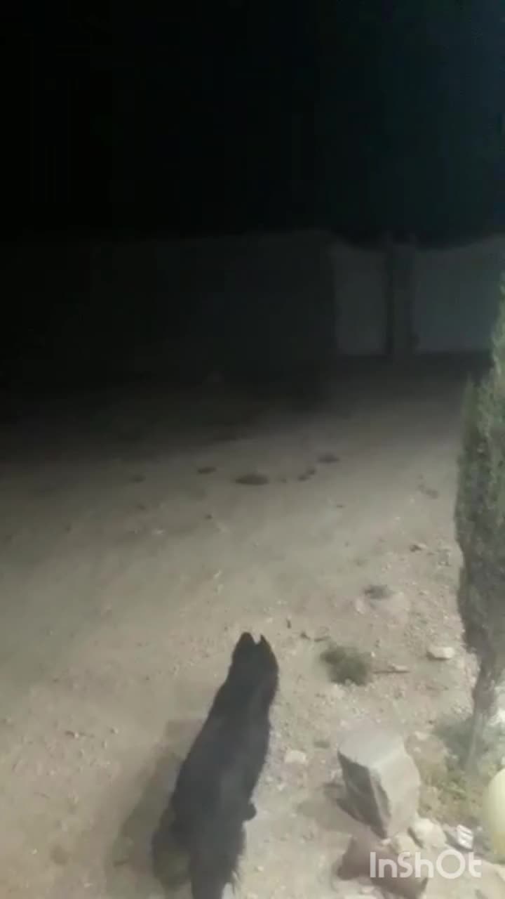 توله ژرمن بلک شپرد دوماهه|سگ|زرقان, |دیوار