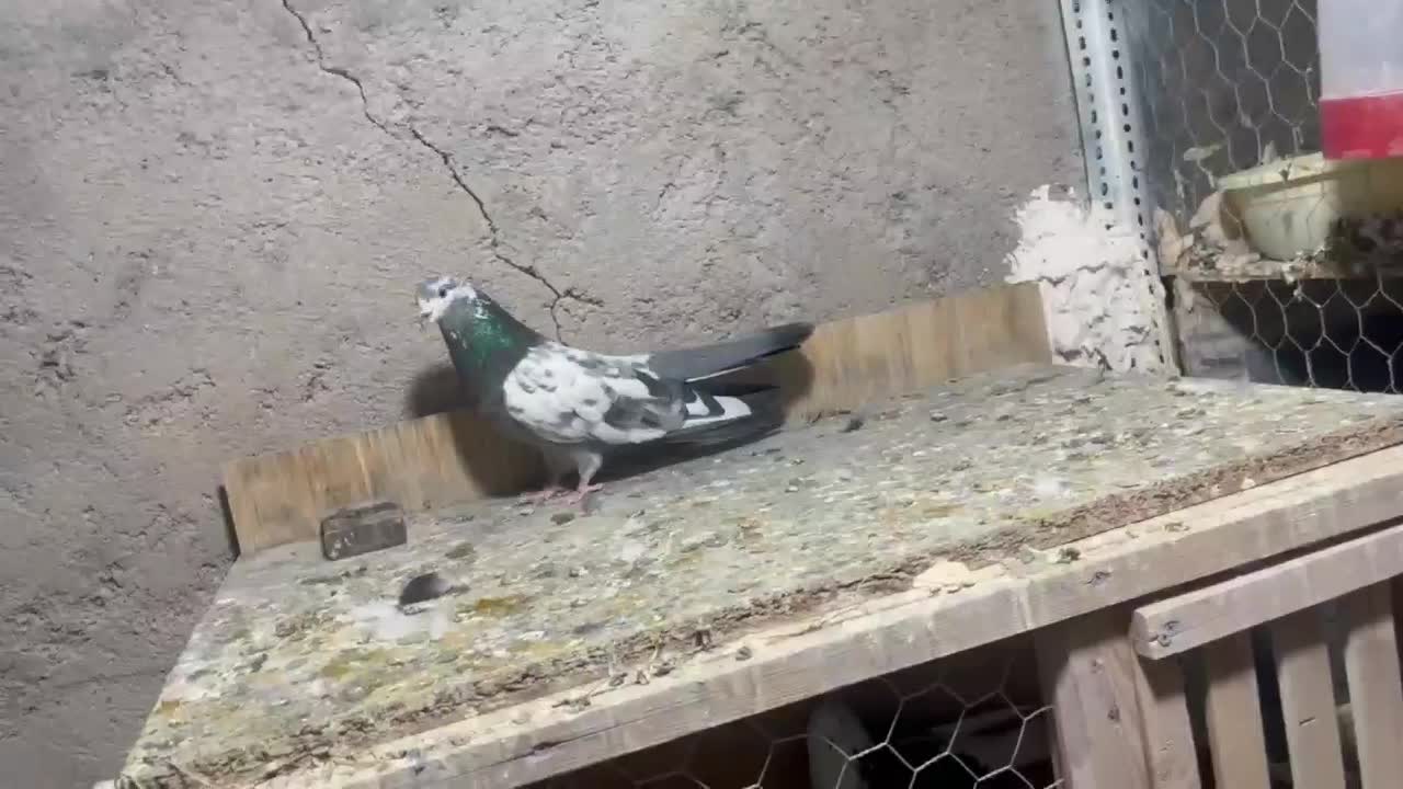 نرو ماده کله دمسبز درشت|پرنده|زرندیه, |دیوار