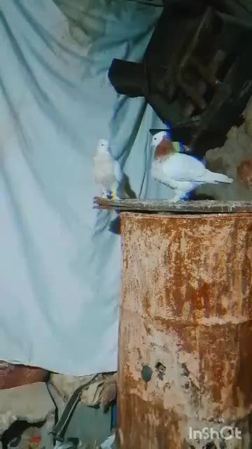 فروش چند عدد کبوتر طوقی|پرنده|سیسخت, |دیوار