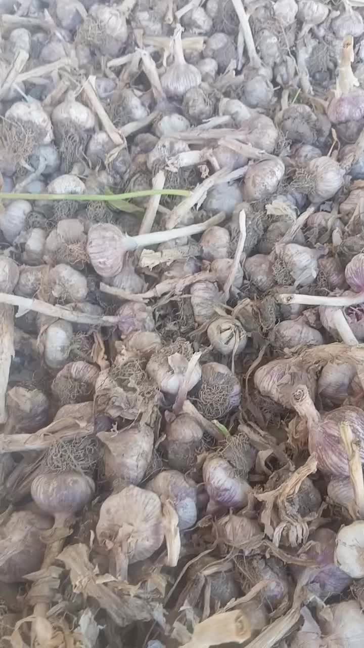 سیر بذری|خوردنی و آشامیدنی|دره رود, |دیوار