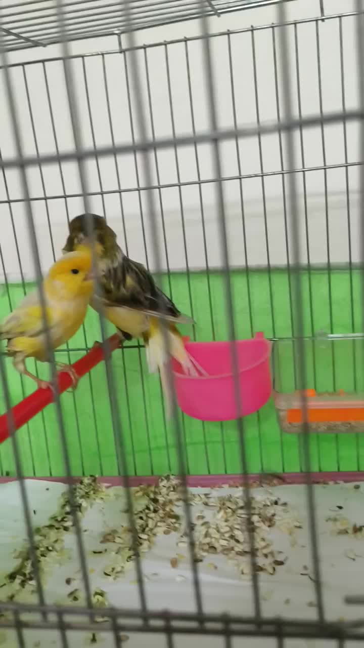 قناری نروماده جفت1500|پرنده|اصفهان, امامزاده اسماعیل|دیوار