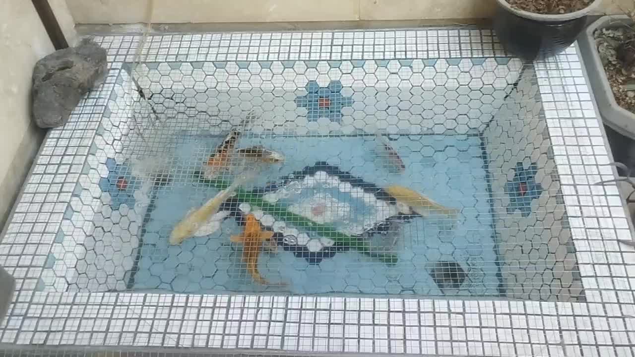 حوض ماهی|ماهی|قم, باغ کرباسی|دیوار