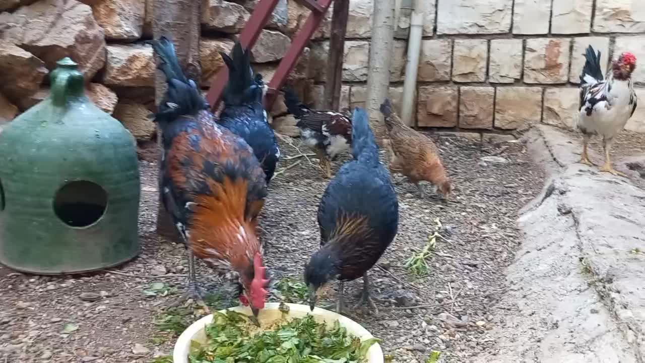 پنج عددخروس گلین|حیوانات مزرعه|پاوه, |دیوار