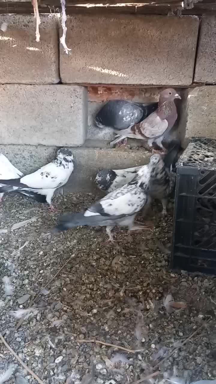 کفتر و مرغ کهنوج|پرنده|کهنوج, |دیوار