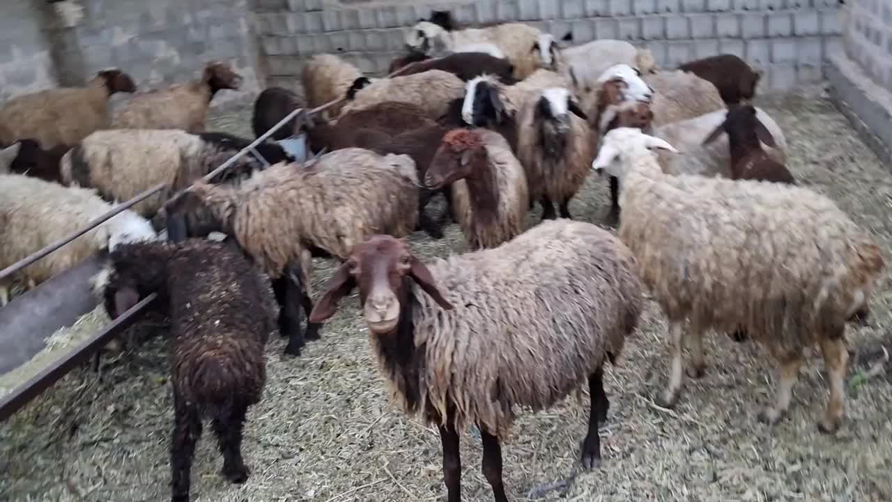 میش بره|حیوانات مزرعه|خمینیشهر, |دیوار