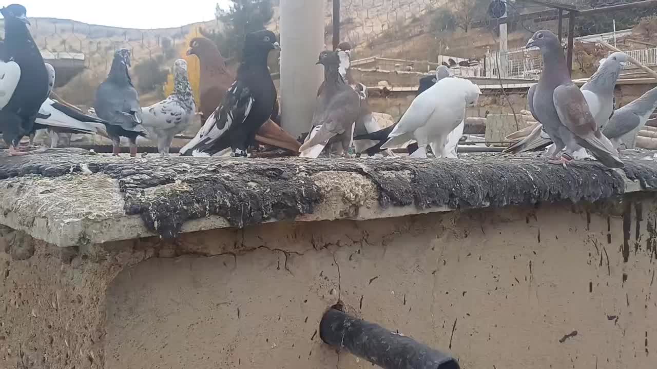 کبوتر هوایی|پرنده|شیراز, حومه شیراز|دیوار