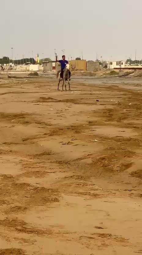 اسب کرد|اسب و تجهیزات اسبسواری|بندر کنگان, |دیوار