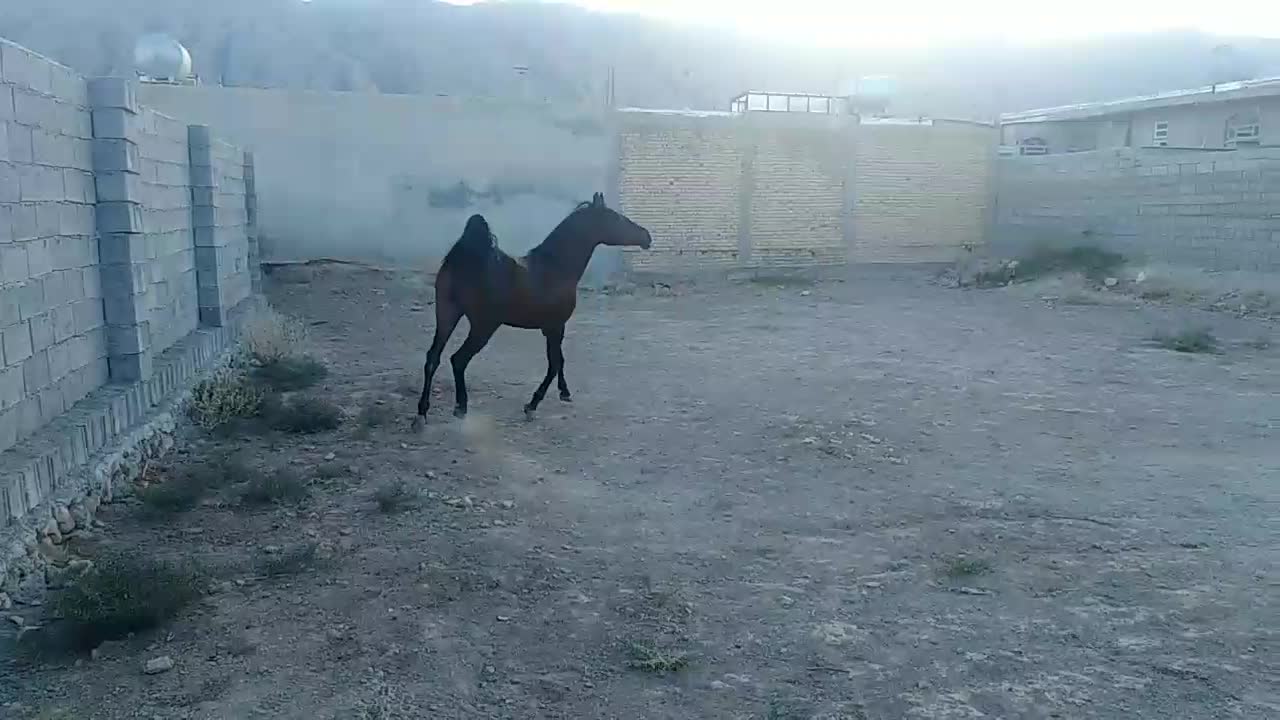 اسب|اسب و تجهیزات اسب‌سواری|کازرون, |دیوار