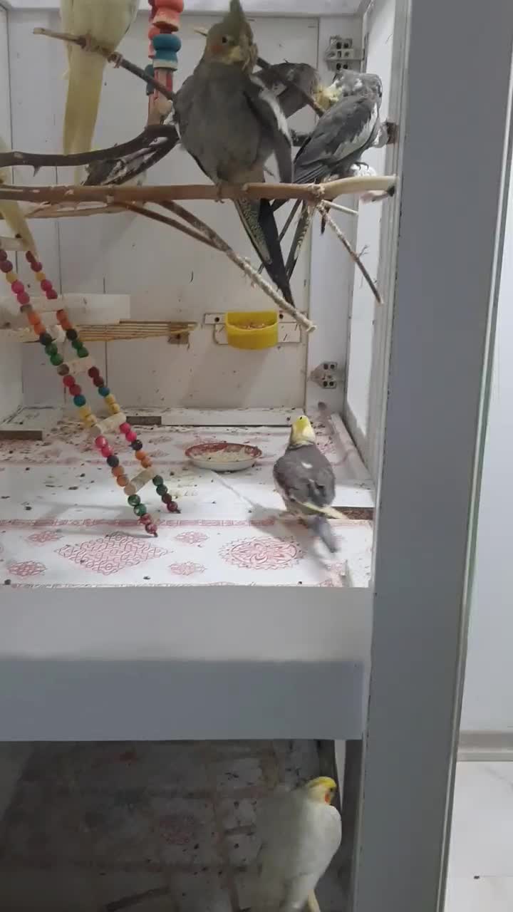 عروس هلندی۸۰۰ تومن|پرنده|کوچصفهان, |دیوار